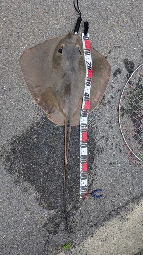 エイの釣果
