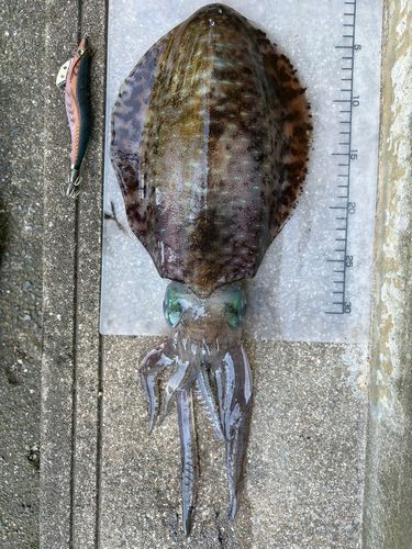 アオリイカの釣果