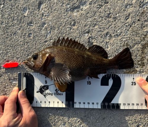 ガヤの釣果