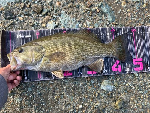 スモールマウスバスの釣果