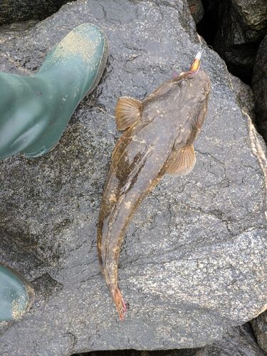マゴチの釣果
