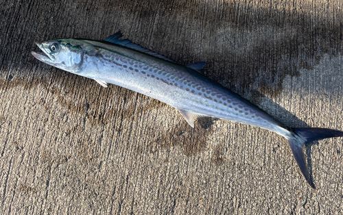 サゴシの釣果