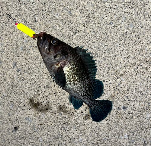 ガヤの釣果