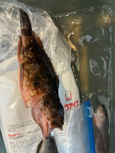 釣果