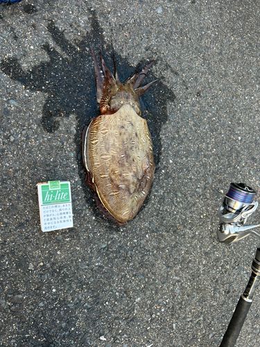 モンゴウイカの釣果