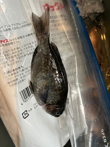 釣果