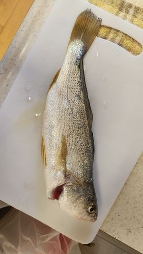 イシモチの釣果