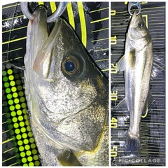 シーバスの釣果
