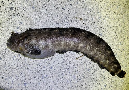 フサギンポの釣果