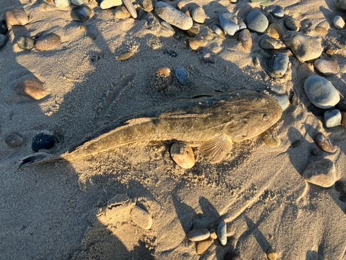 マゴチの釣果
