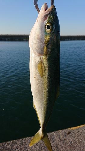 ツバイソの釣果