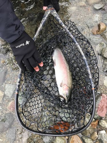 レインボートラウトの釣果