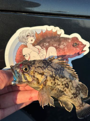 クロソイの釣果