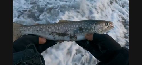 アメマスの釣果