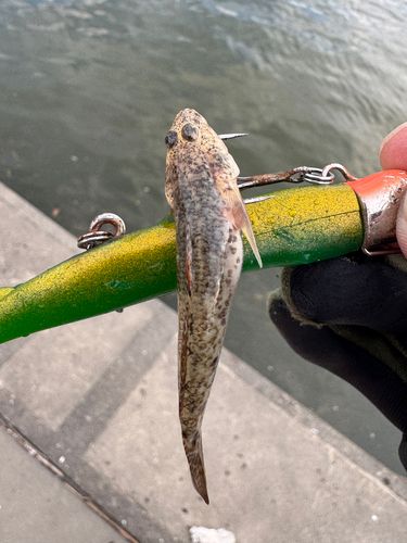 ハゼの釣果