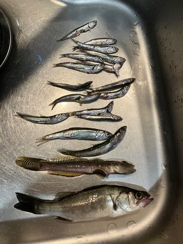 セイゴ（マルスズキ）の釣果