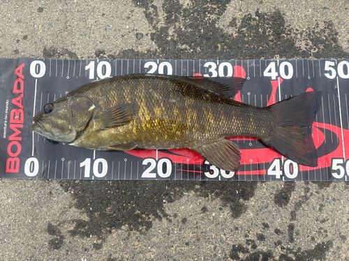 秋ヶ瀬橋で釣れたブラックバスの釣り・釣果情報 - アングラーズ | 釣果