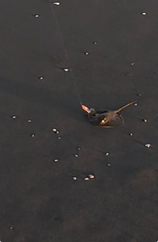 アカエイの釣果