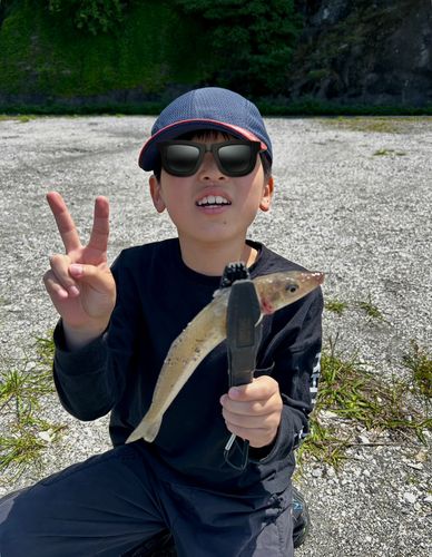 キスの釣果