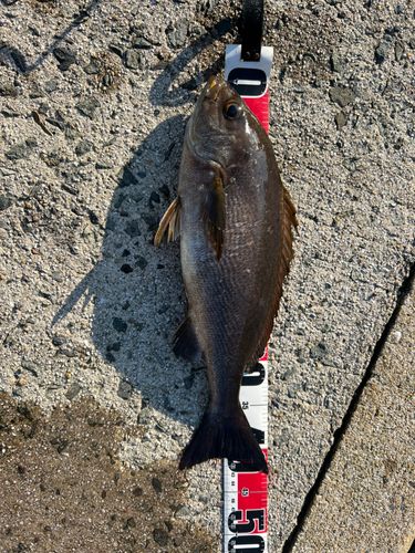 イサキの釣果