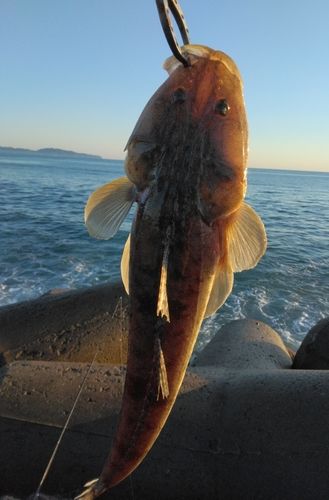 マゴチの釣果