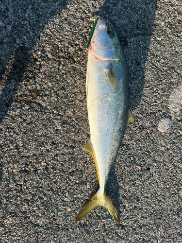 イナダの釣果