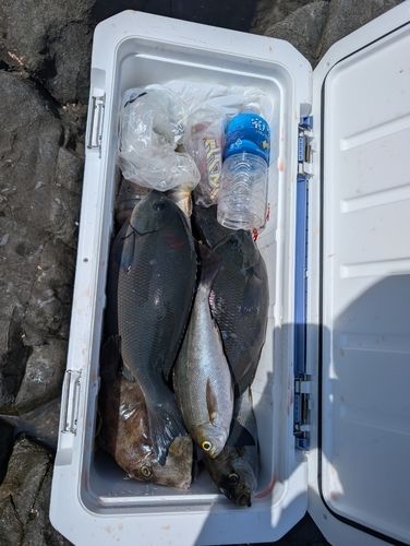 イサキの釣果