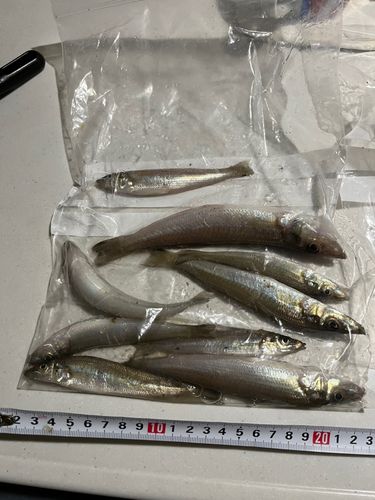 シロギスの釣果