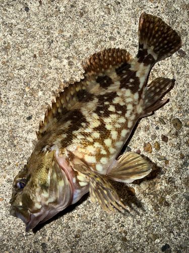 カサゴの釣果