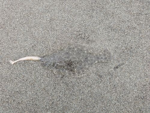 ソゲの釣果