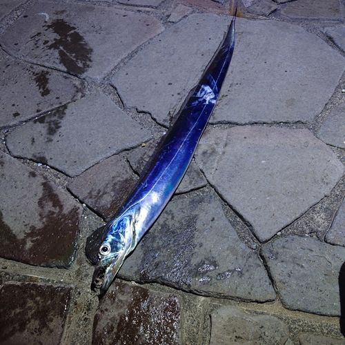 タチウオの釣果