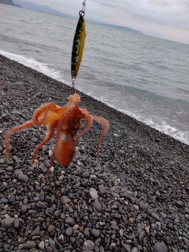 タコの釣果