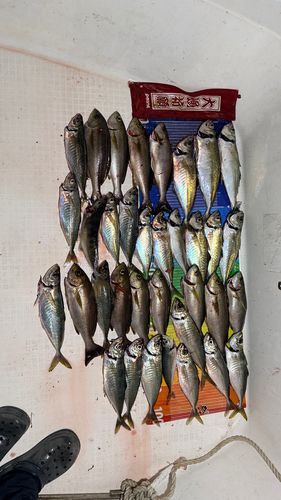 アジの釣果