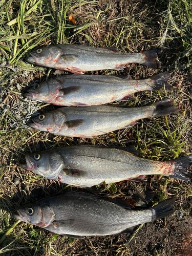 シーバスの釣果