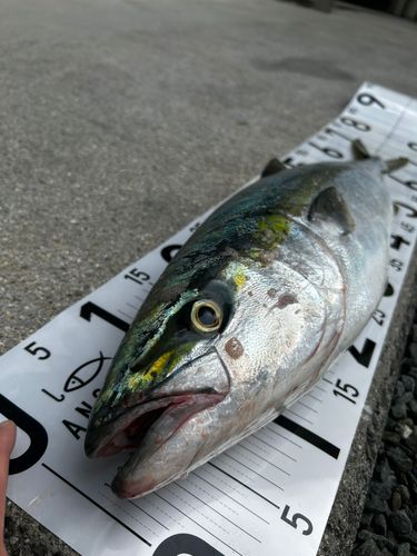 ハマチの釣果