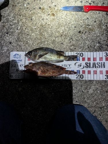 クロメバルの釣果