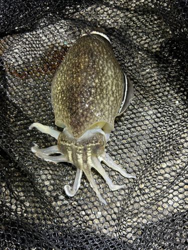 シリヤケイカの釣果