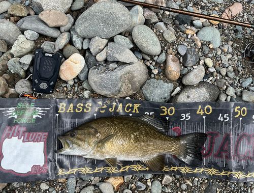 スモールマウスバスの釣果