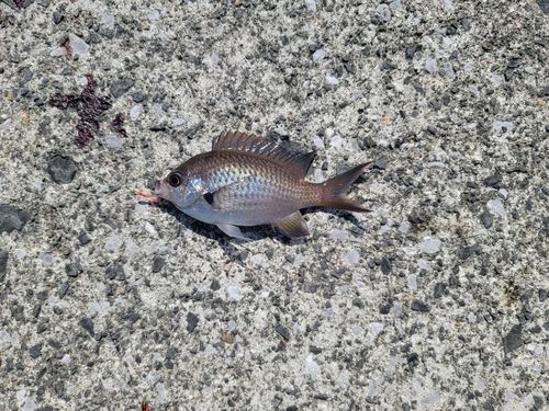 スズメダイの釣果