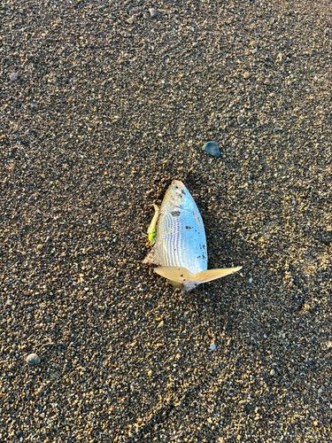 コノシロの釣果
