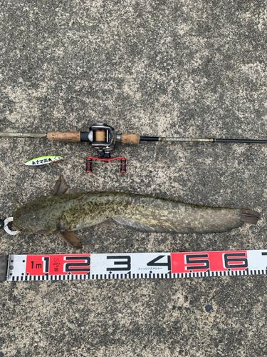 ナマズの釣果