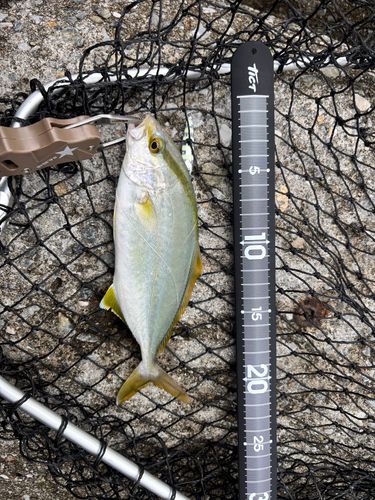 カンパチの釣果