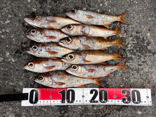 クロムツの釣果