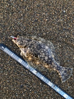 ソゲの釣果