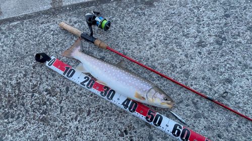 アメマスの釣果