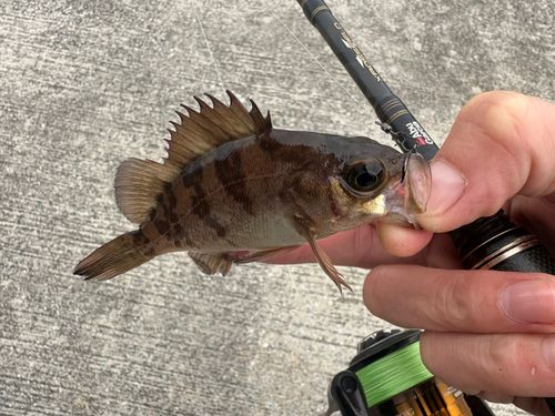 メバルの釣果