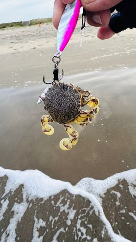 カニの釣果