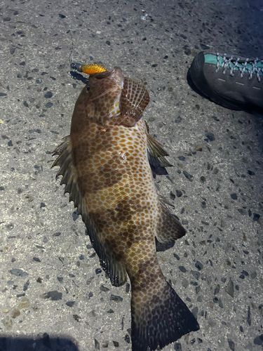 オオモンハタの釣果