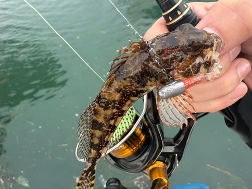 アナハゼの釣果