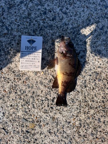 アカメバルの釣果